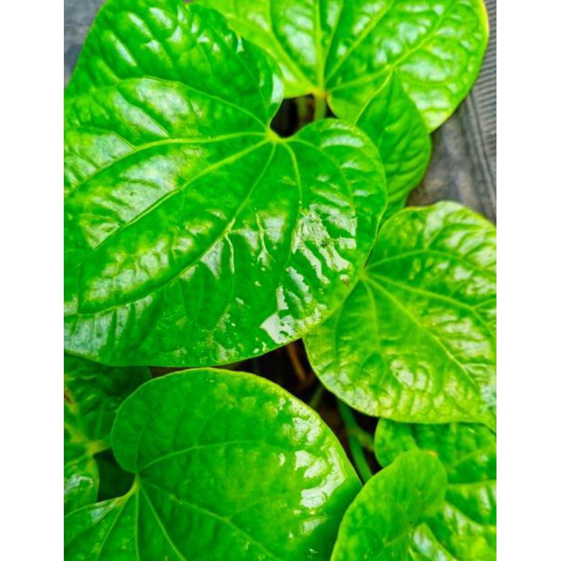 

Daun karuk, Daun sirih tanah, daun karuk segar 250 gram.