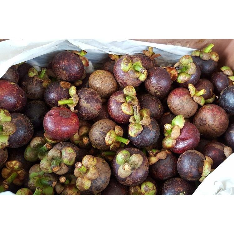 

Manggis, buah manggis fresh, manggis segar