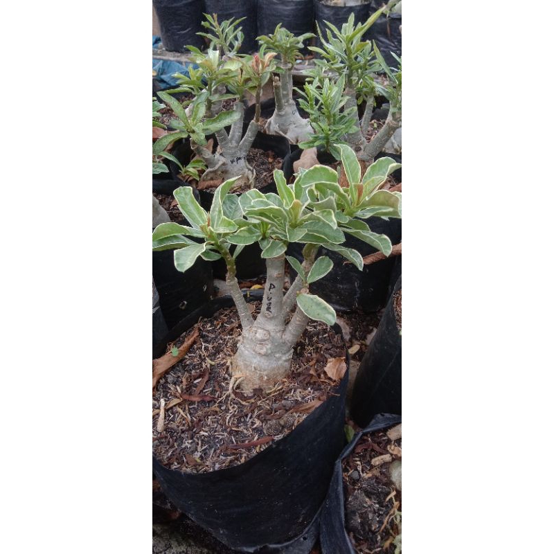 adenium grafting size c paket 1 pohon