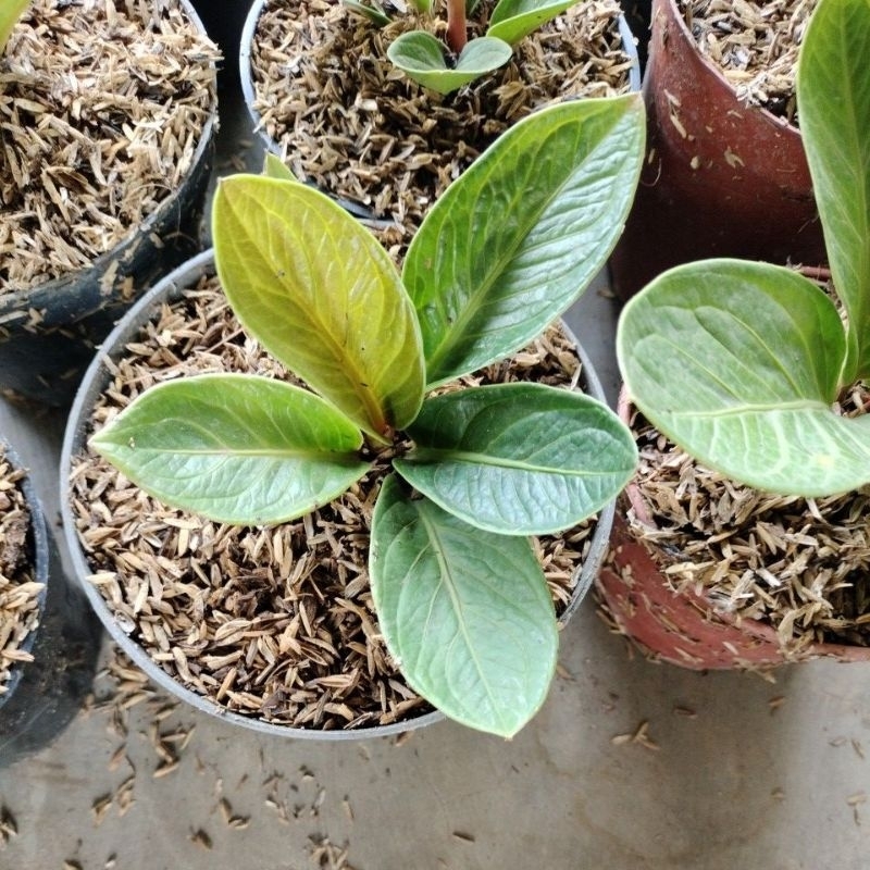 ANTHURIUM JEMANI MANGKOK TORNADO