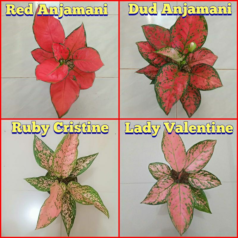 BUNGA AGLONEMA DEWASA PAKET 4 JENIS