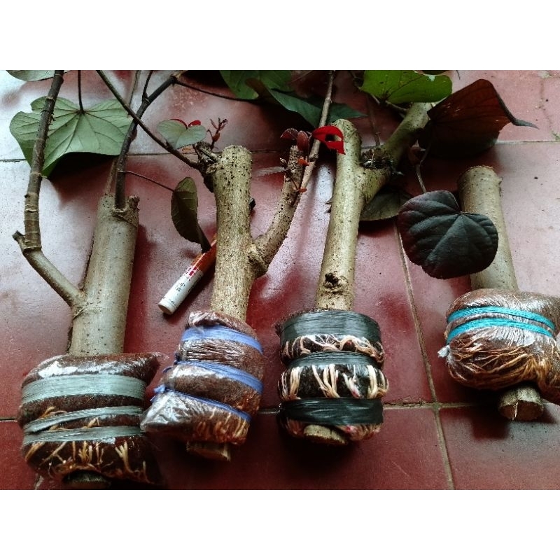 waru merah super red bonggol bibit bonsai batang besar super bahan bonsai