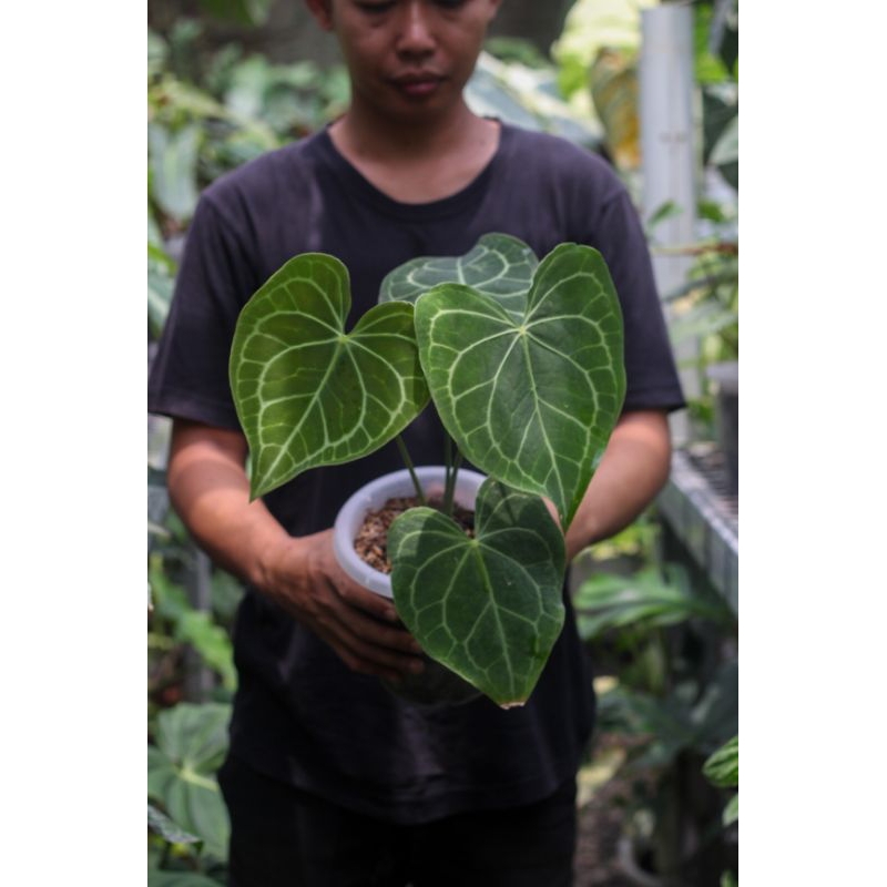 Anthurium Clarinervium