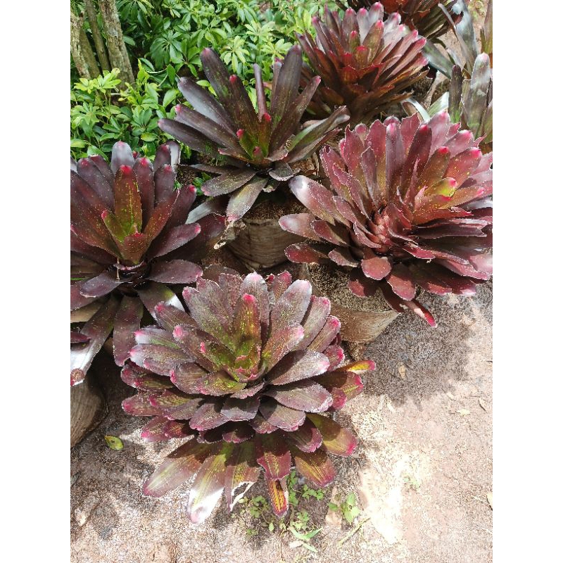 Tanaman Hias Bromelia Merah Jumbo