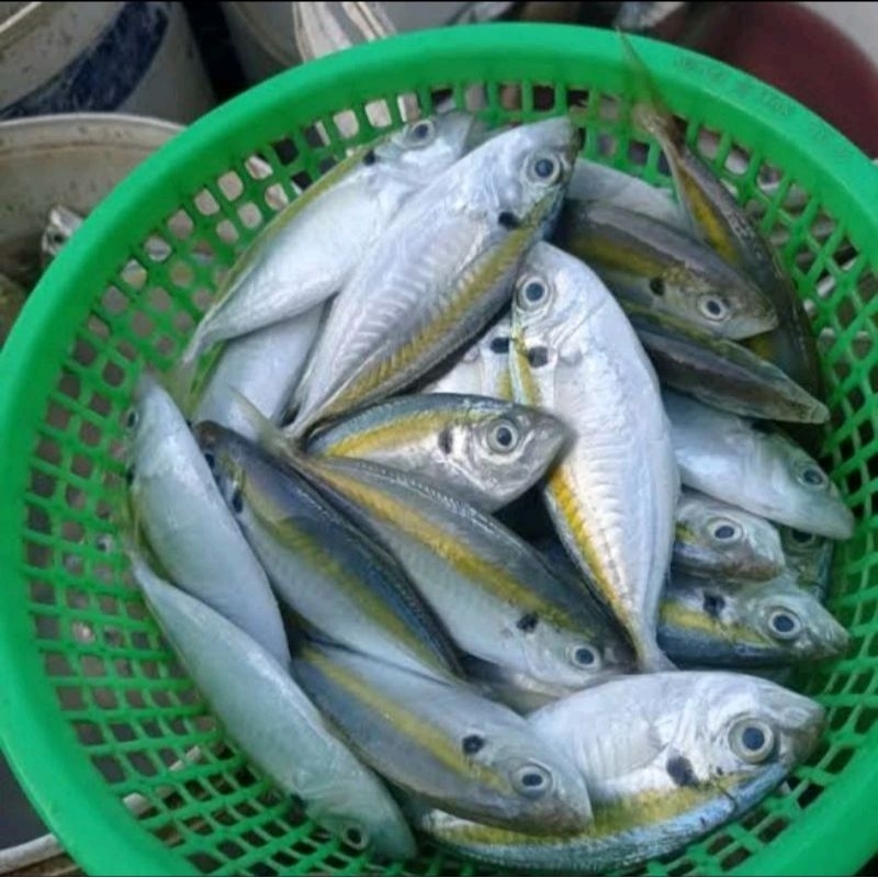 

ikan selar 500 gr