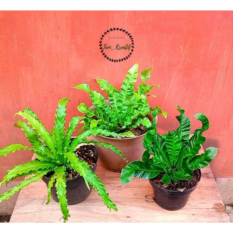 Kadaka paket 3 pohon remaja rimbun ( Osaka , houzou , lasagna )