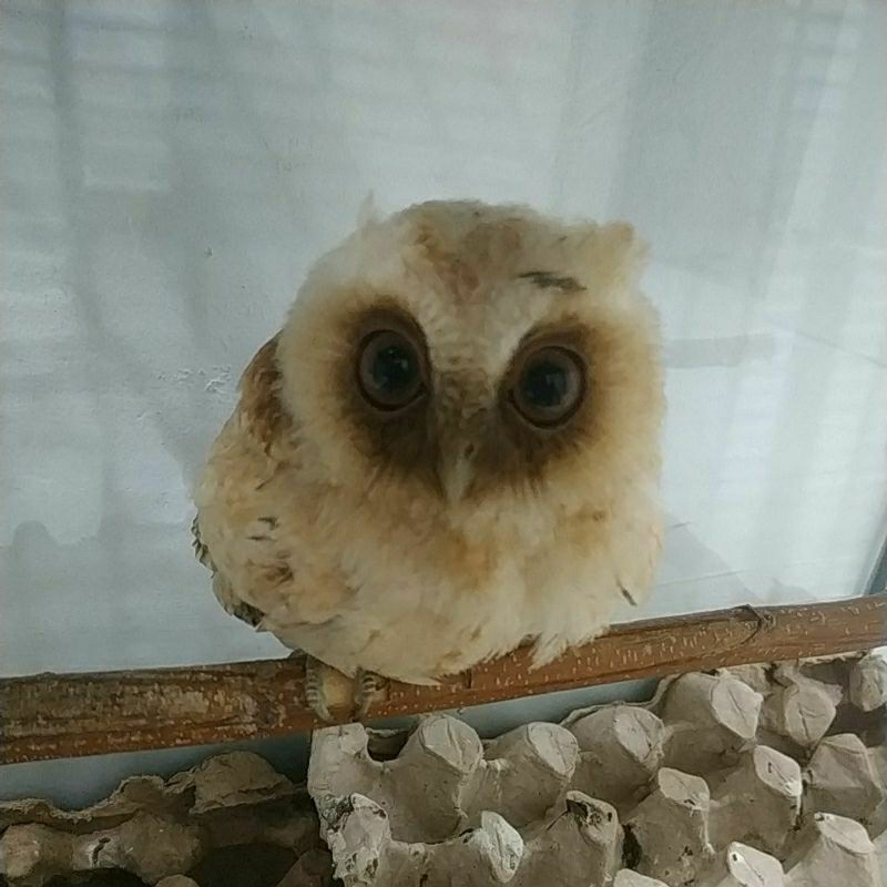 Celepuk/Burung hantu mini