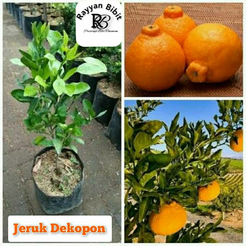 Bibit jeruk dekopon jumbo jeruk manis berukuran jumbo bibit jeruk okulasi