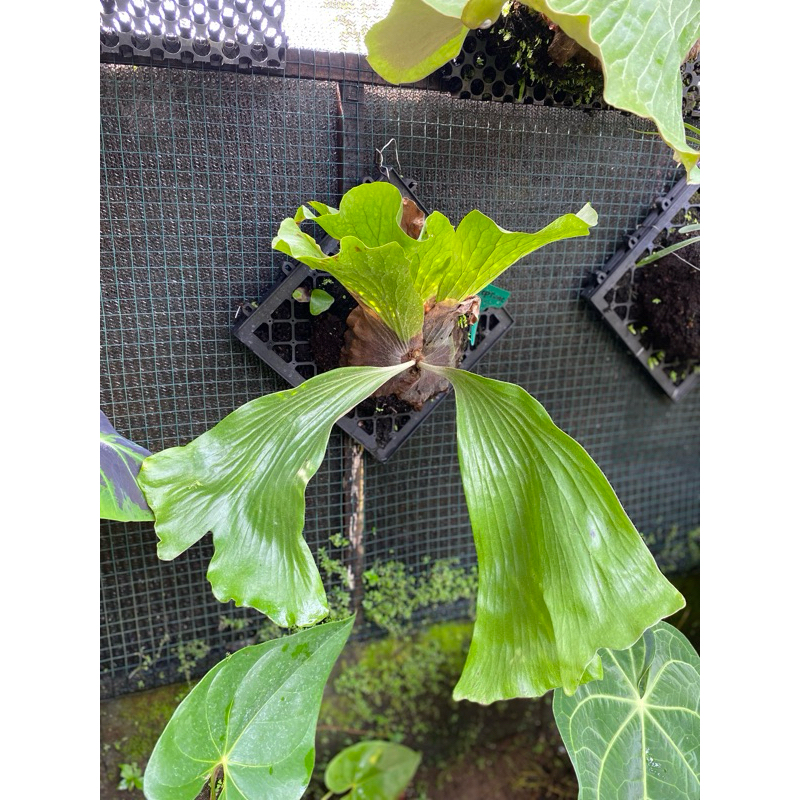 Platycerium Neptune remaja