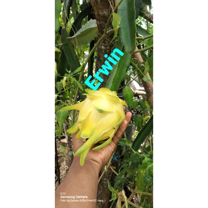 

bibi buah naga kuning