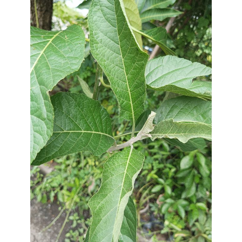 Stek Batang Daun Afrika/Klorofil/fresh cutting 3 Biji