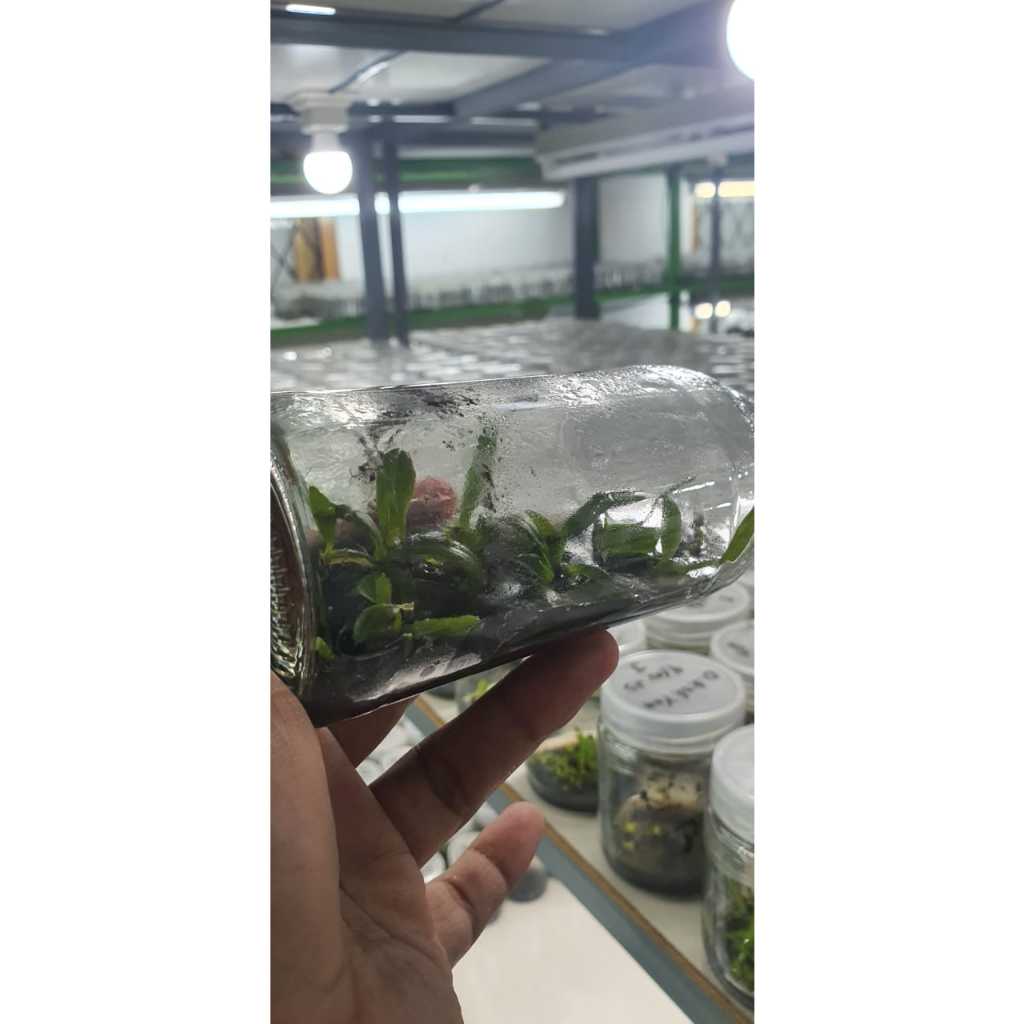 Anggrek Bulan Botol - Bibit botolan anggrek phalaenopsis Hybrid isi 20-25