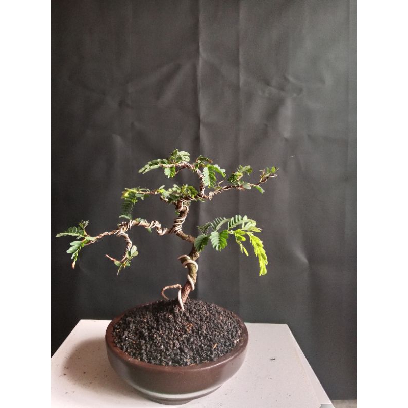 bonsai asem jawa