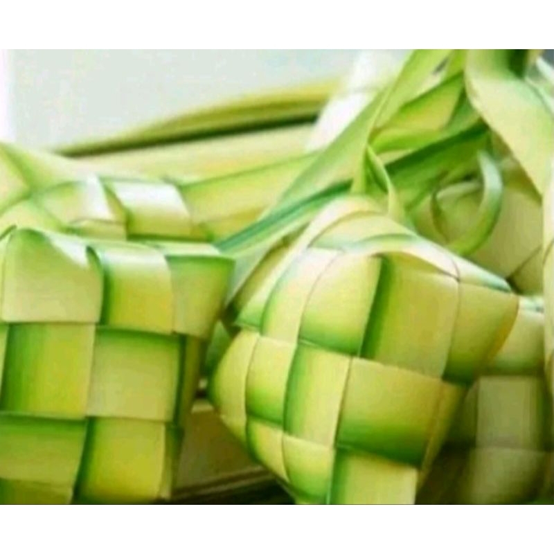 

HEBOH DAUN KELAPA MUDA JANUR 1IKAT ISI 50 BATANG BAHAN KETUPAT