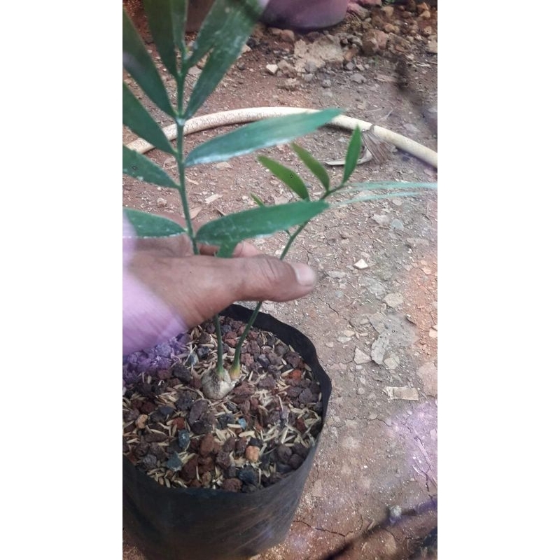 Encephalartos Dyerianus kecil