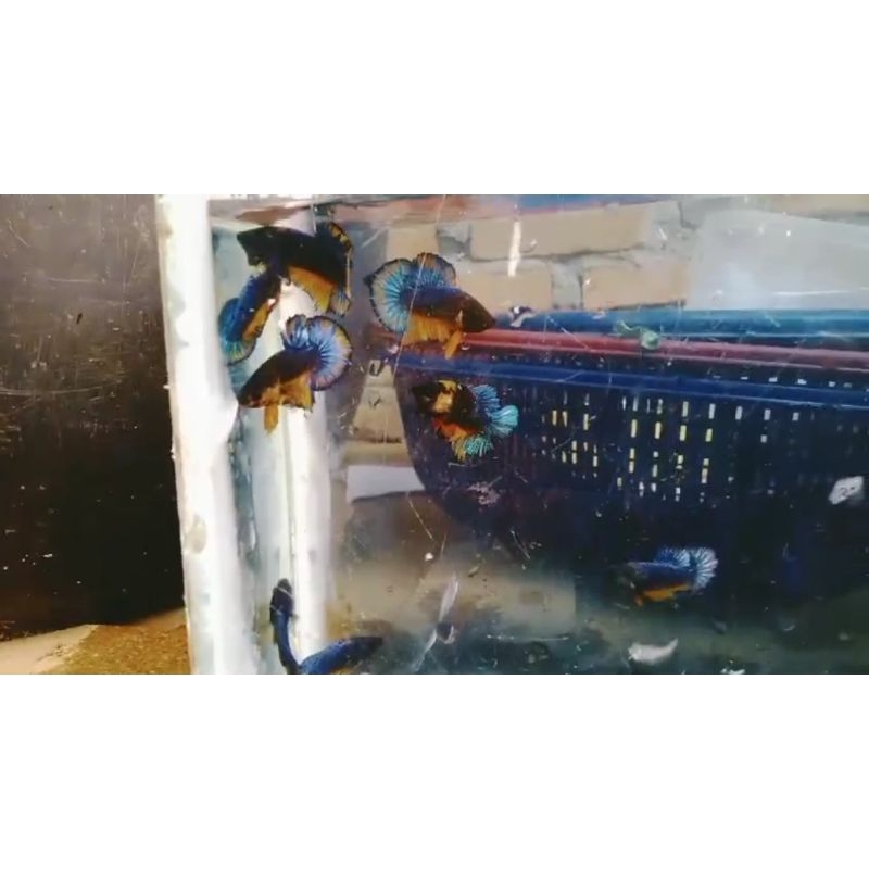 IKAN CUPANG CANTIK REAL PICT