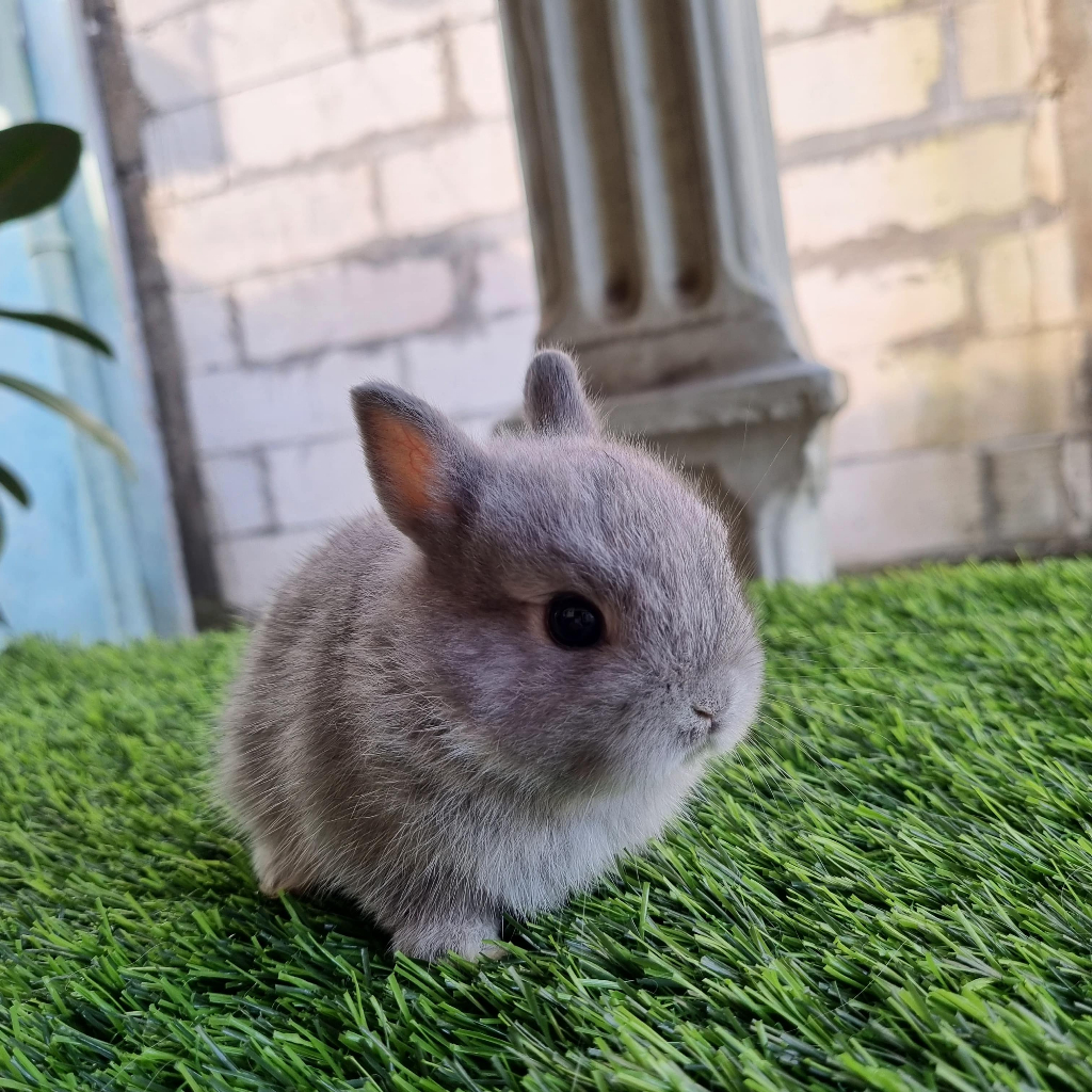 Kelinci Mini Netherland Dwarf Series Pet Quality / Kelinci Lucu