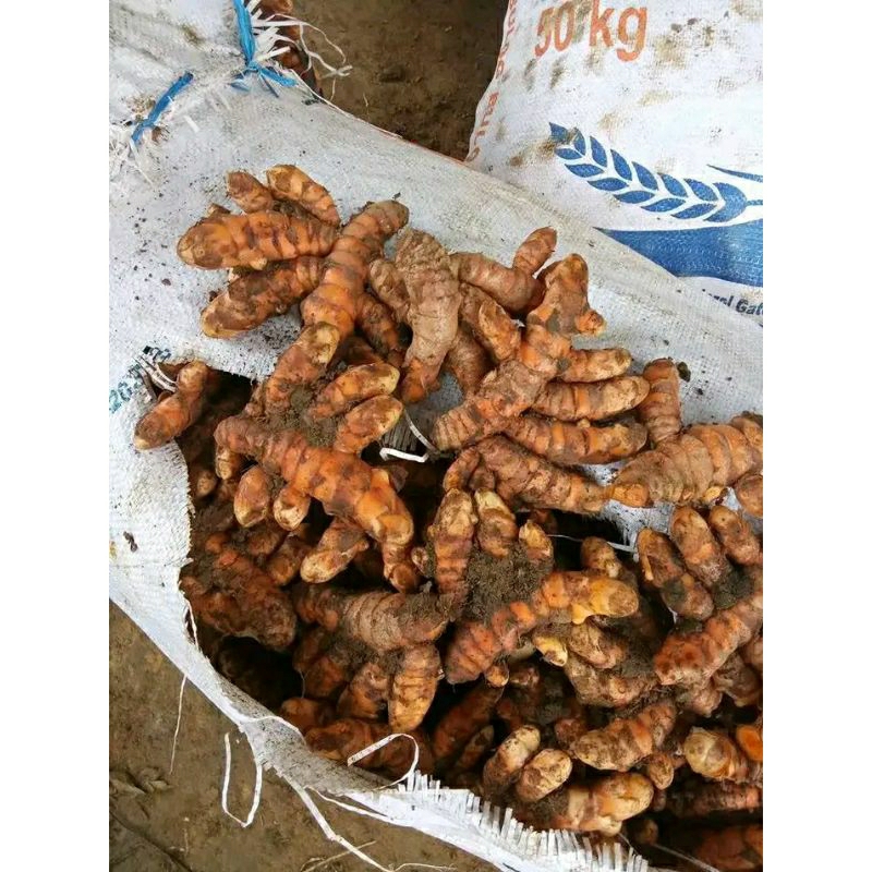 

kunir original produk herbal kemasan 1 kg