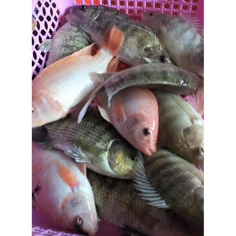 

ikan nila fresh /900gram