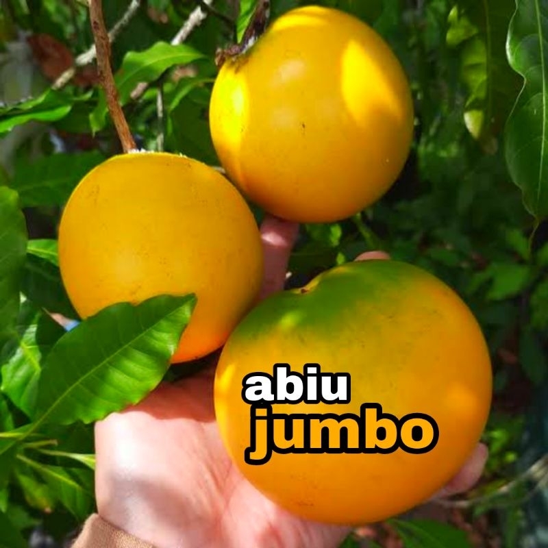 bibit sawo abiu jumbo okulasi / sawo abiu jumbo australia