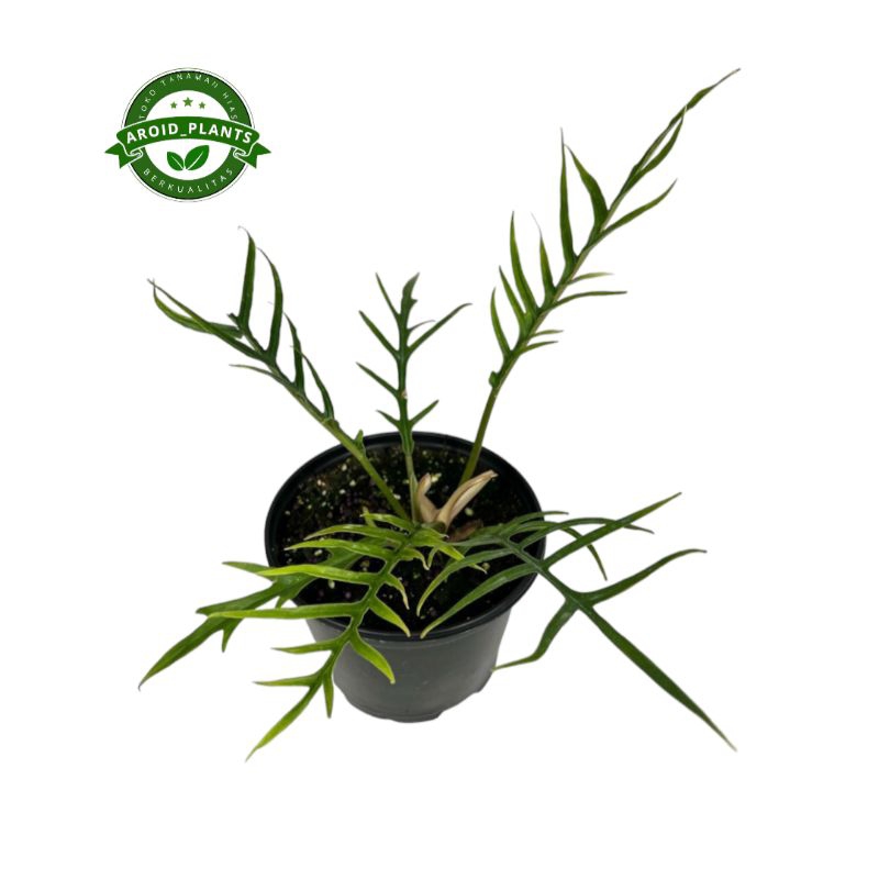 Tanaman Hias Philodendron Tortum - Pohon Philodendron Tortum