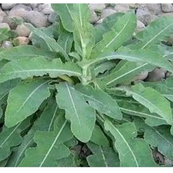 

Daun Tempuyung Segar 100 gram Bebas Pestisida