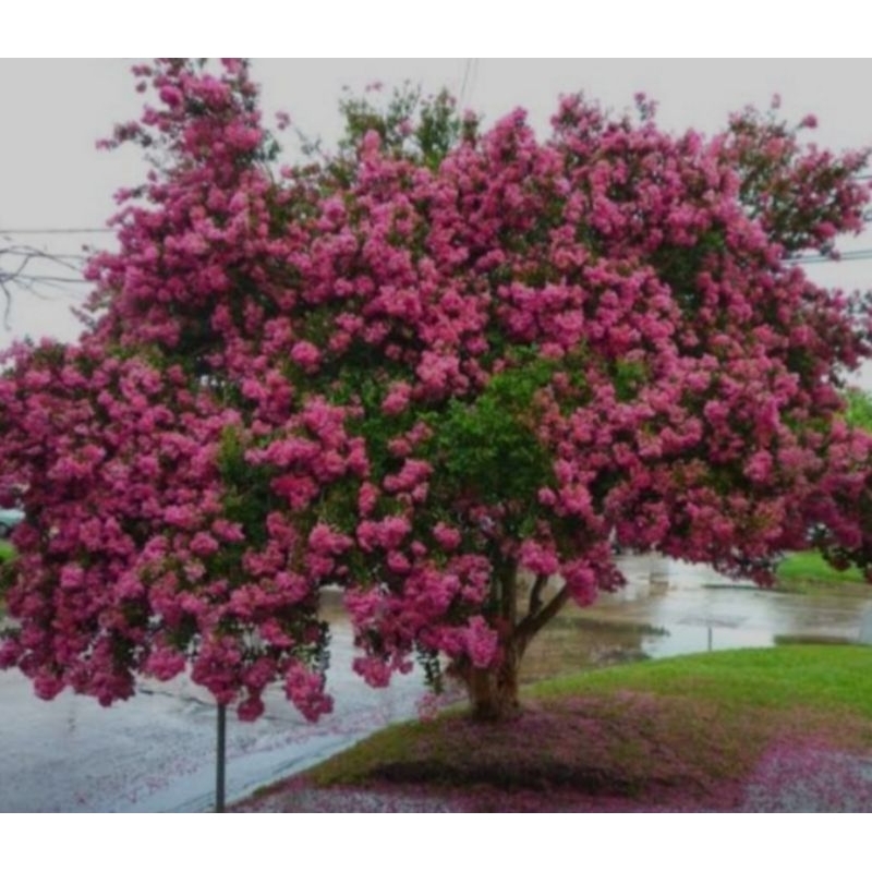 pohon bungur tinggi 3 meter