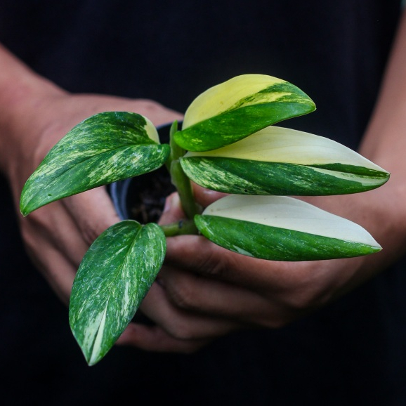 Monstera Standlyana Variegata Kuning Tanaman Hias
