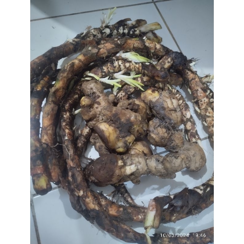 Dringo dan Bangle / Panglai Segar Murah