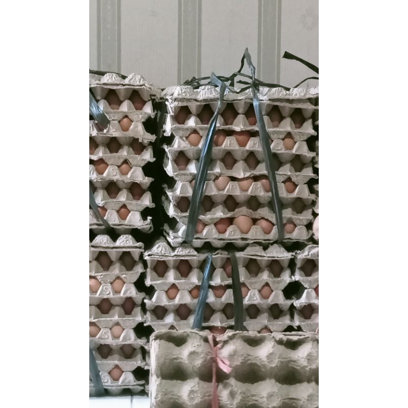 

Telur