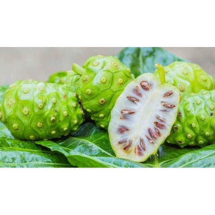 

Buah Mengkudu/Noni/Pace Organik 1 ons