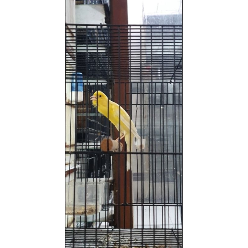 sf foi 23 gacor ngerek