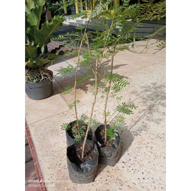 Bibit Bonsai Kaliandra Surinamensis