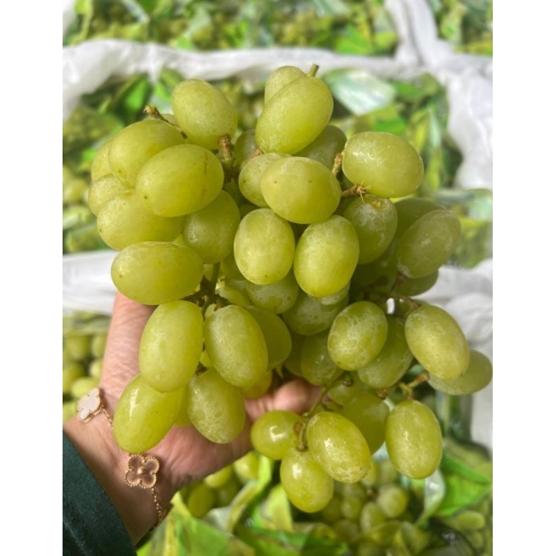 

anggur Thomson seedles 1 kg / Buah anggur seedles 1 kg