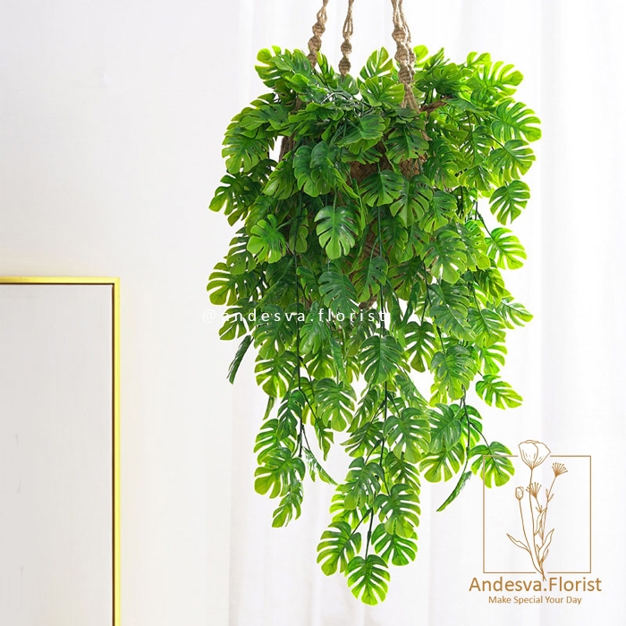 Daun Juntai Monstera / Daun Rambat Monstera / Daun Monstera Gantung