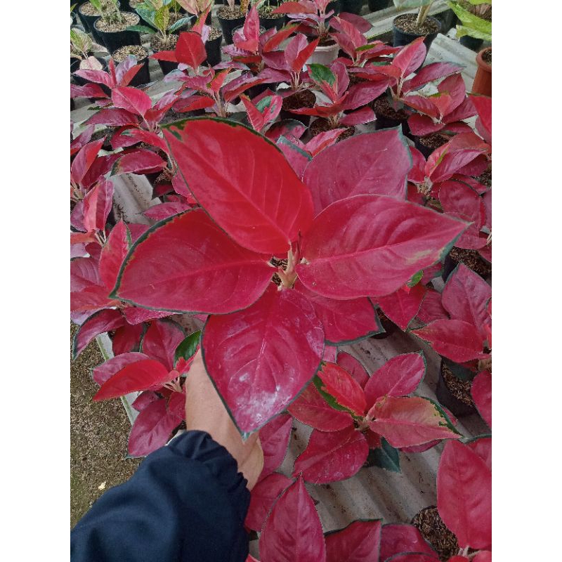 aglaonema Suksom jaipong