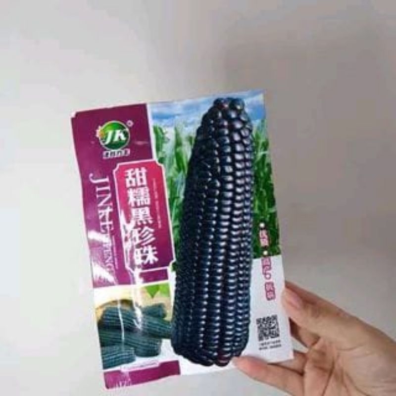 Benih jagung pulut ketan hitam