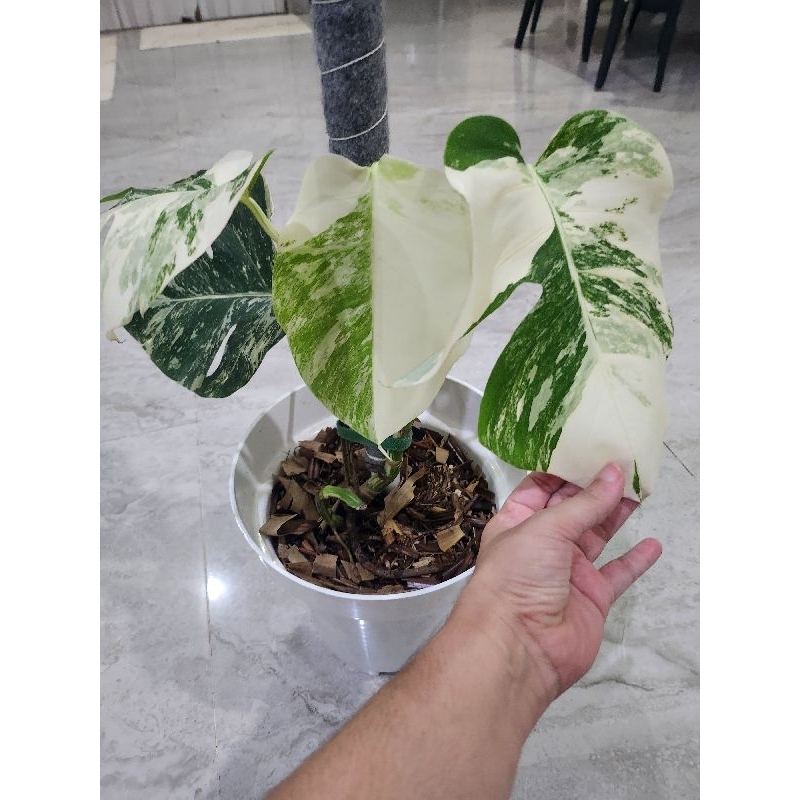 monstera varigata albo