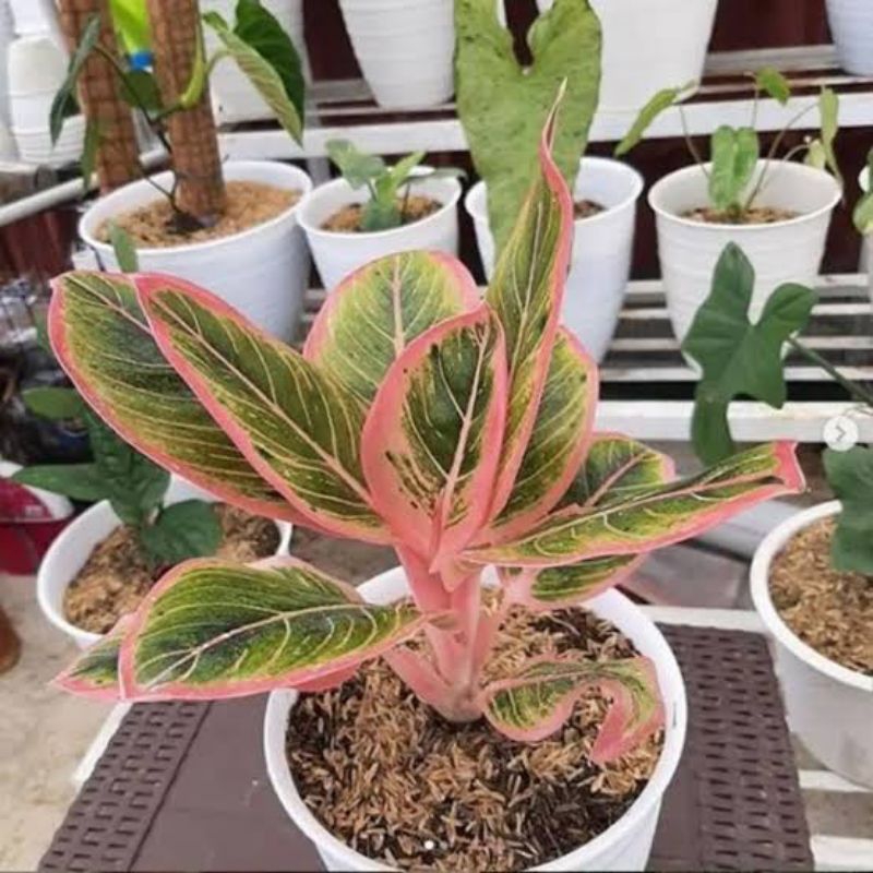 Tanaman Hias Aglonema Pink Lipstik - Aglonema Pink