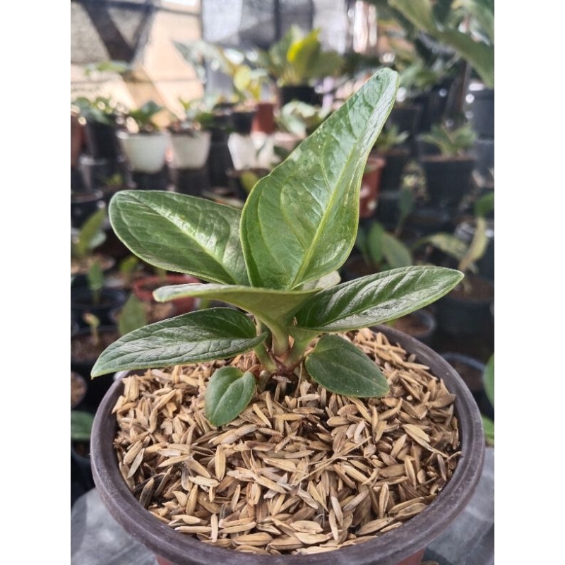 anthurium jemani jaipong ( roset)