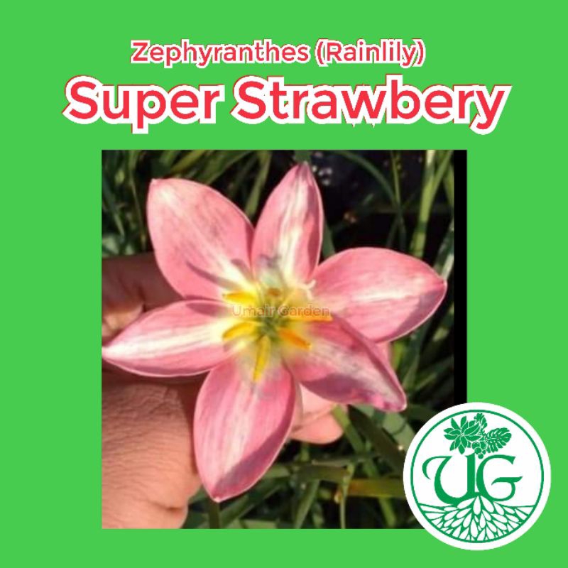 Umbi zephyranthes super strawbery ( zephyranthes / Rain lily )