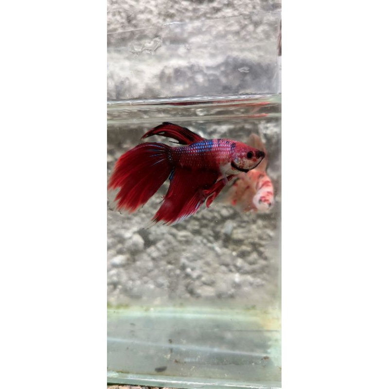 cupang Veiltail Fancy