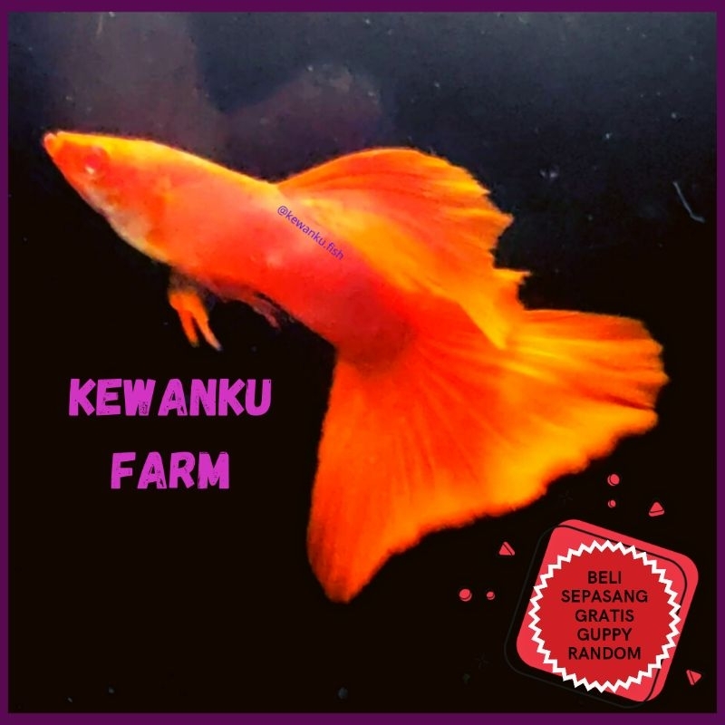 

Gambar Guppy Albino Full Red AFR Grade A Sepasang