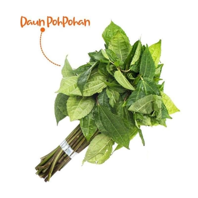 

(Baru petik )Daun pohpohan fresh daun poh pohan lalapan bebas pestisida