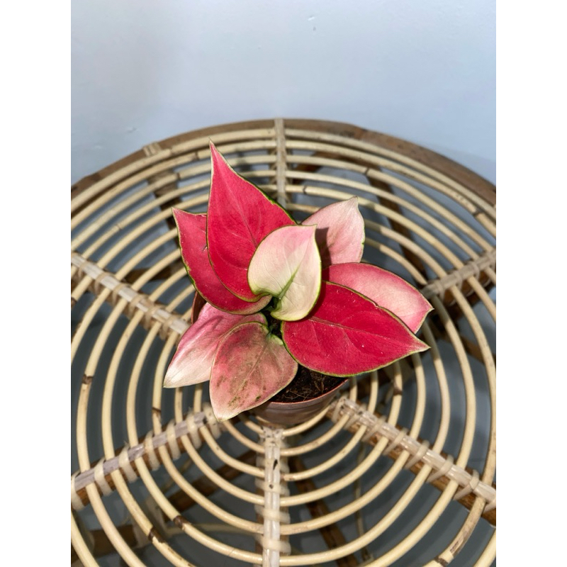 Restu_Greenplants - Aglonema Pink Apple