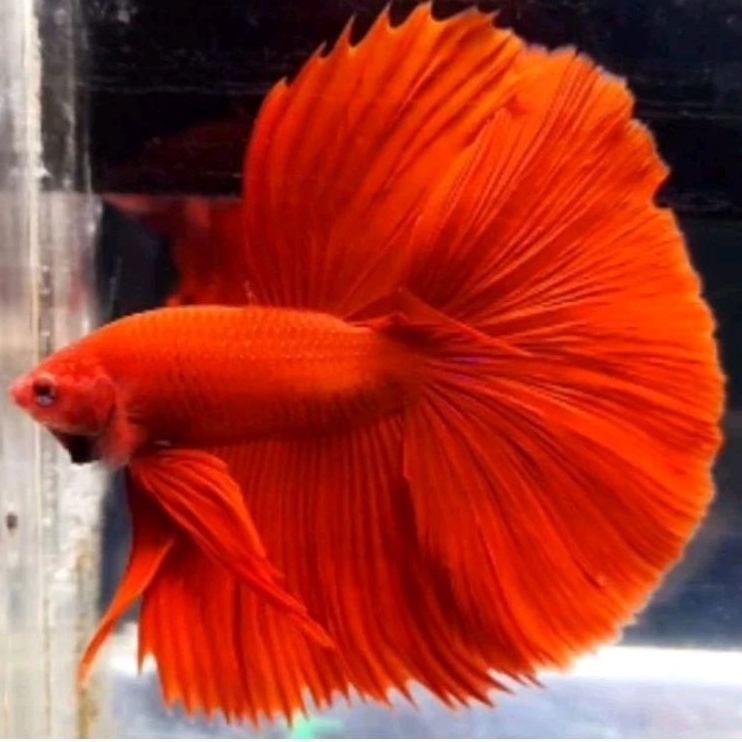 Ikan Cupang Halfmoon Rosetail Super Red