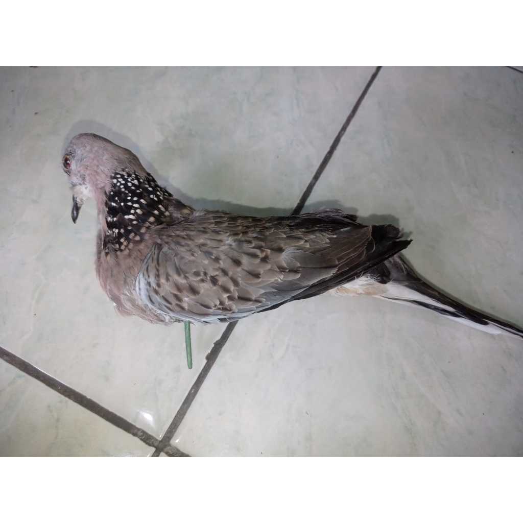 Jontrot Derkuku, Tekukur