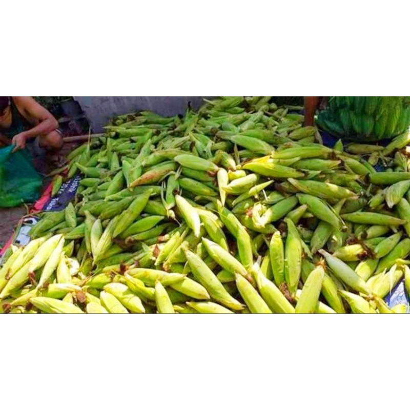 

JAGUNG MANIS 5 KG SUPER