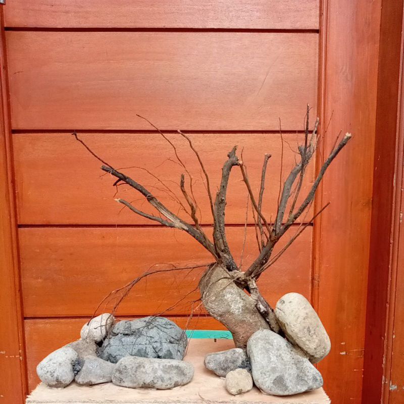 HARDSCAPE AQUASCAPE NATURAL 30CM READY STOCK