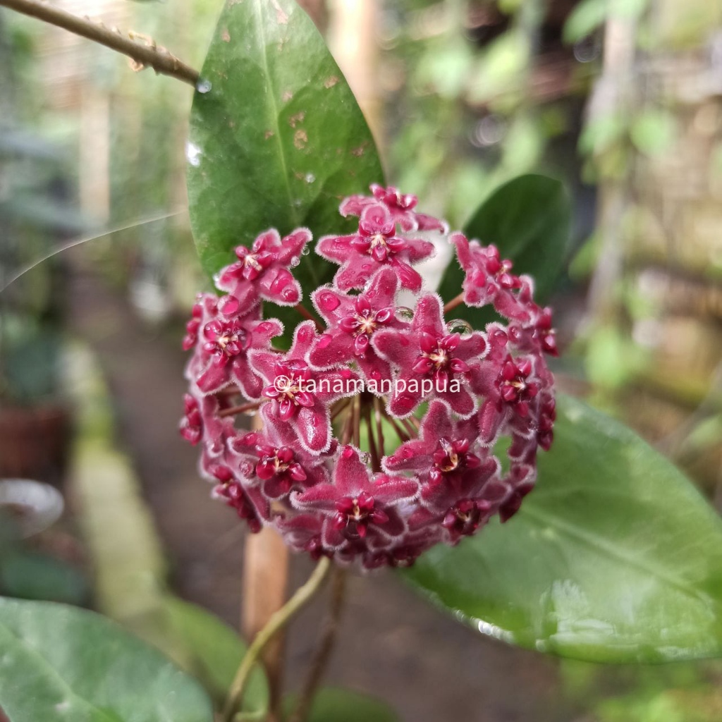 Tanaman Hias Hoya Globulifera Spesies Papua